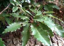 Chinquapin Leaves