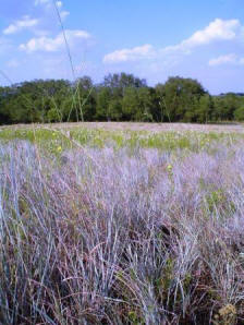  The upland forest growth is dominated by Post Oak and Blackjack Oak, interspersed with grasslands on sandy soils.