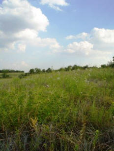  The upland forest growth is dominated by Post Oak and Blackjack Oak, interspersed with grasslands on sandy soils.