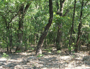  The upland forest growth is dominated by Post Oak and Blackjack Oak, interspersed with grasslands on sandy soils.